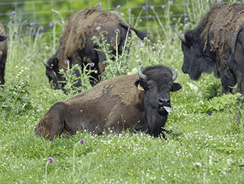 twin buffalo